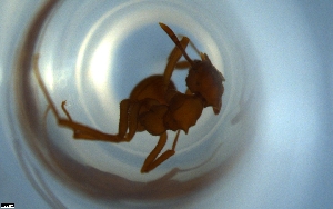  (Cyphomyrmex AGC0081 - RE21-NG1-HYM-0531)  @11 [ ] CreativeCommons by-nc-sa (2024) Nina Grella University of Bayreuth