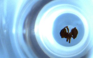  ( - RE21-NG1-HYM-0625)  @11 [ ] CreativeCommons by-nc-sa (2024) Nina Grella University of Bayreuth