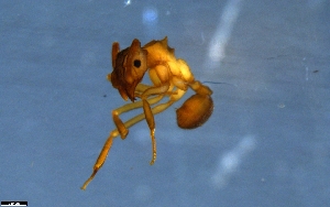  (Cyphomyrmex ACZ4808 - RE21-NG1-HYM-0805)  @11 [ ] CreativeCommons by-nc-sa (2024) Nina Grella University of Bayreuth