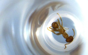  ( - RE21-NG1-HYM-0926)  @11 [ ] CreativeCommons by-nc-sa (2024) Nina Grella University of Bayreuth