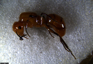  ( - RE21-NG1-HYM-1013)  @11 [ ] CreativeCommons by-nc-sa (2024) Nina Grella University of Bayreuth