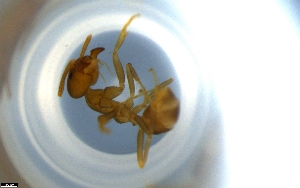  ( - RE21-NG1-HYM-1159)  @11 [ ] CreativeCommons by-nc-sa (2024) Nina Grella University of Bayreuth