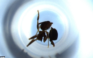  (Crematogaster AEP3342 - RE21-NG1-HYM-1540)  @11 [ ] CreativeCommons by-nc-sa (2024) Nina Grella University of Bayreuth