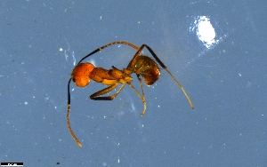  (Dolichoderus baenae - RE21-NG1-HYM-1624)  @11 [ ] CreativeCommons by-nc-sa (2024) Nina Grella University of Bayreuth