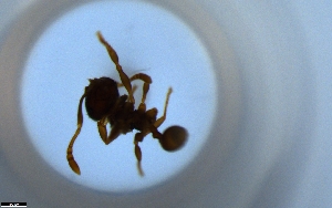  (Pheidole AGB3317 - RE21-NG1-HYM-1956)  @11 [ ] CreativeCommons by-nc-sa (2024) Nina Grella University of Bayreuth