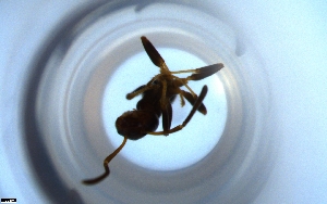  ( - RE21-NG1-HYM-2223)  @11 [ ] CreativeCommons by-nc-sa (2024) Nina Grella University of Bayreuth