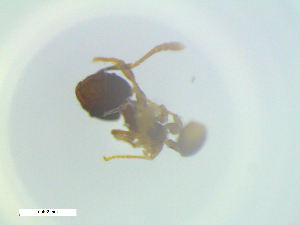  (Pheidole AGB3331 - RE21-NG1-HYM-2290)  @11 [ ] CreativeCommons by-nc-sa (2024) Nina Grella University of Bayreuth