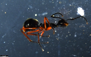  (Dolichoderus laurae - RE21-NG1-HYM-2360)  @11 [ ] CreativeCommons by-nc-sa (2024) Nina Grella University of Bayreuth
