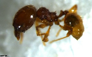  ( - RE21-NG1-HYM-2643)  @11 [ ] CreativeCommons by-nc-sa (2024) Nina Grella University of Bayreuth