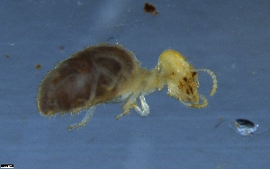  (Atlantitermes - RE21-NG1-ISO-0109)  @11 [ ] CreativeCommons by-nc-sa (2024) Nina Grella University of Bayreuth