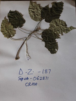  (Croton macrostachyus - DZ187)  @11 [ ] Unspecified (default): All Rights Reserved  Unspecified Unspecified