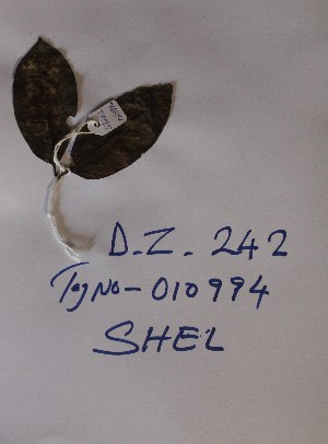  (Shirakiopsis elliptica - DZ242)  @11 [ ] Unspecified (default): All Rights Reserved  Unspecified Unspecified