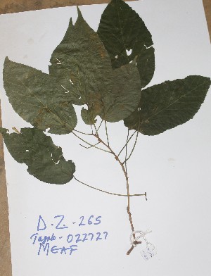  ( - DZ265)  @11 [ ] Unspecified (default): All Rights Reserved  Unspecified Unspecified
