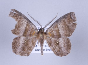  (Perissopteryx BOLD:AAG1917 - ID 17040)  @13 [ ] Copyright (2010) Gunnar Brehm Institut fuer Spezielle Zoologie und Evolutionsbiologie, Friedrich-Schiller Universitat Jena