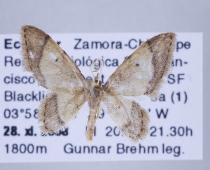  (Idaea nr. iridaria - ID 17166)  @13 [ ] Copyright (2010) Gunnar Brehm Institut fuer Spezielle Zoologie und Evolutionsbiologie, Friedrich-Schiller Universitat Jena