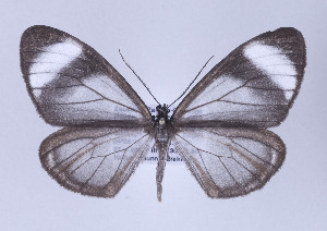 (Myrmecophantes - ID 17265)  @14 [ ] Copyright (2010) Gunnar Brehm Institut fuer Spezielle Zoologie und Evolutionsbiologie, Friedrich-Schiller Universitat Jena