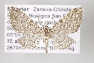  (Eupithecia nr. madura - ID 16387)  @15 [ ] Copyright (2010) Gunnar Brehm Institut fuer Spezielle Zoologie und Evolutionsbiologie, Friedrich-Schiller Universitat Jena