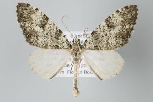  ( - ID 17989)  @14 [ ] Copyright (2010) Gunnar Brehm Institut fuer Spezielle Zoologie und Evolutionsbiologie, Friedrich-Schiller Universitat Jena