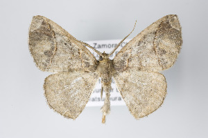  (Perissopteryx BOLD:AAI2533 - ID 18996)  @14 [ ] Copyright (2013) Gunnar Brehm Institut fuer Spezielle Zoologie und Evolutionsbiologie, Friedrich-Schiller Universität Jena