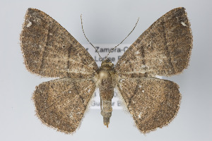  (Perissopteryx huanucoi - ID 19921)  @15 [ ] Copyright (2013) Gunnar Brehm Institut fuer Spezielle Zoologie und Evolutionsbiologie, Friedrich-Schiller Universität Jena