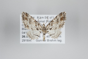  ( - ID 25079)  @13 [ ] Copyright (2014) Gunnar Brehm Institut fuer Spezielle Zoologie und Evolutionsbiologie, Friedrich-Schiller Universität Jena