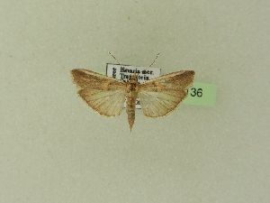  ( - BC ZSM Lep 103136)  @13 [ ] SNSB, ZSM (2018) Dr. Andreas H. Segerer ZSM