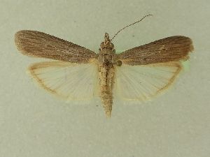  ( - BC ZSM Lep 103219)  @11 [ ] SNSB, ZSM (2018) Dr. Andreas H. Segerer ZSM