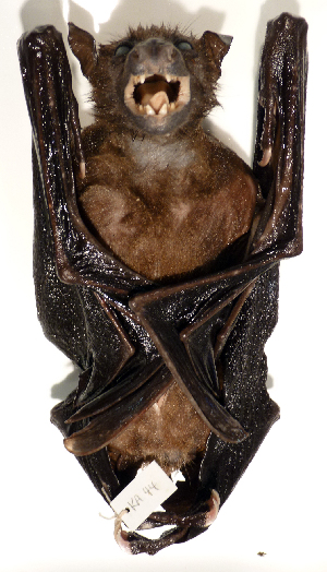  (Dobsonia moluccensis - USNM591106)  @12 [ ] Copyright (2012) Kris Helgen National Museum of Natural History