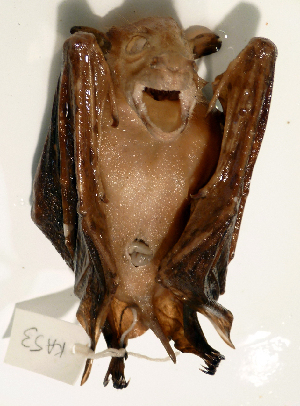  ( - USNM591115)  @12 [ ] Copyright (2012) Kris Helgen National Museum of Natural History