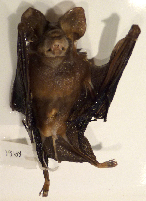  ( - USNM591123)  @12 [ ] Copyright (2012) Kris Helgen National Museum of Natural History