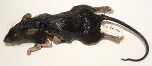 (Melomys leucogaster - USNM591165)  @12 [ ] Copyright (2012) Kris Helgen National Museum of Natural History