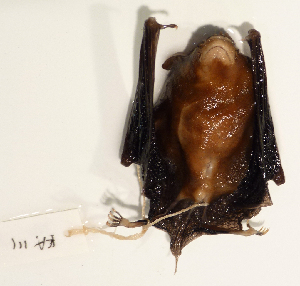  (Aselliscus tricuspidatus - USNM591172)  @13 [ ] Copyright (2012) Kris Helgen National Museum of Natural History