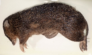  (Echymipera kalubu - USNM591250)  @12 [ ] Copyright (2012) Kris Helgen National Museum of Natural History