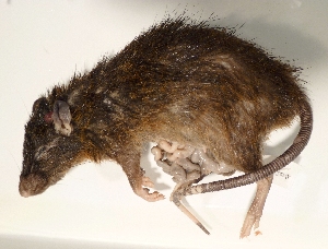  (Rattus leucopus - USNM591260)  @13 [ ] Copyright (2012) Kris Helgen National Museum of Natural History