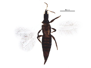  (Leptothrips mcconelli - BIOUG07367-A03)  @14 [ ] CreativeCommons - Attribution (2015) CBG Photography Group Centre for Biodiversity Genomics