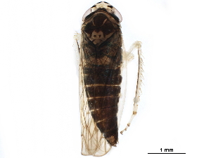  ( - BIOUG07466-A03)  @11 [ ] CreativeCommons - Attribution (2017) CBG Photography Group Centre for Biodiversity Genomics