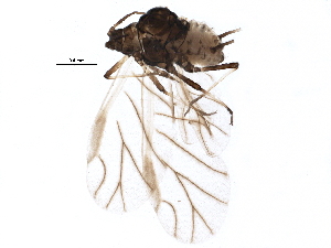  (Aphis sp. F rgf-2008 - BIOUG07699-G04)  @14 [ ] CreativeCommons - Attribution (2014) CBG Photography Group Centre for Biodiversity Genomics