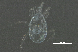  (Metaseiulus sp. JCS04 - BIOUG07702-C02)  @13 [ ] CreativeCommons - Attribution (2014) CBG Photography Group Centre for Biodiversity Genomics