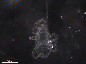  ( - BIOUG07702-C06)  @11 [ ] CreativeCommons - Attribution (2019) CBG Photography Group Centre for Biodiversity Genomics