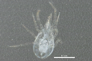  (Metaseiulus sp. JCS03 - BIOUG07702-D03)  @13 [ ] CreativeCommons - Attribution (2014) CBG Photography Group Centre for Biodiversity Genomics