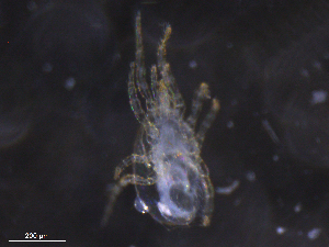  ( - BIOUG07257-E08)  @11 [ ] CreativeCommons - Attribution (2019) CBG Photography Group Centre for Biodiversity Genomics