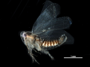  ( - BIOUG08051-F07)  @11 [ ] CreativeCommons - Attribution (2017) CBG Photography Group Centre for Biodiversity Genomics