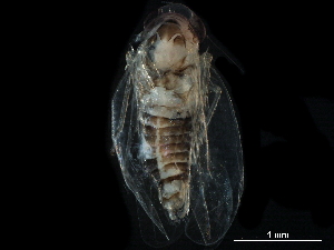  ( - BIOUG08052-F09)  @11 [ ] CreativeCommons - Attribution (2017) CBG Photography Group Centre for Biodiversity Genomics
