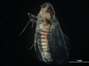  ( - BIOUG08053-E06)  @11 [ ] CreativeCommons - Attribution (2017) CBG Photography Group Centre for Biodiversity Genomics