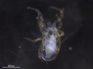  ( - BIOUG08111-H10)  @11 [ ] CreativeCommons - Attribution (2019) CBG Photography Group Centre for Biodiversity Genomics