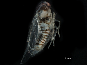  ( - BIOUG08112-E01)  @11 [ ] CreativeCommons - Attribution (2017) CBG Photography Group Centre for Biodiversity Genomics