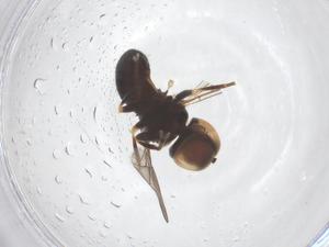  ( - BIOUG09942-B09)  @11 [ ] CreativeCommons - Attribution Share - Alike (2025) Centre for Biodiversity Genomics Centre for Biodiversity Genomics