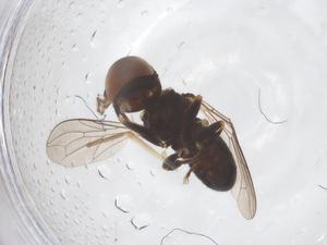  ( - BIOUG09942-F04)  @11 [ ] CreativeCommons - Attribution Share - Alike (2025) Centre for Biodiversity Genomics Centre for Biodiversity Genomics