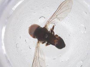  ( - BIOUG10018-D10)  @11 [ ] CreativeCommons - Attribution Share - Alike (2025) Centre for Biodiversity Genomics Centre for Biodiversity Genomics