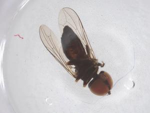  ( - BIOUG10067-D01)  @11 [ ] CreativeCommons - Attribution Share - Alike (2025) Centre for Biodiversity Genomics Centre for Biodiversity Genomics